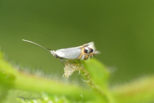 Leucoptera malifoliella